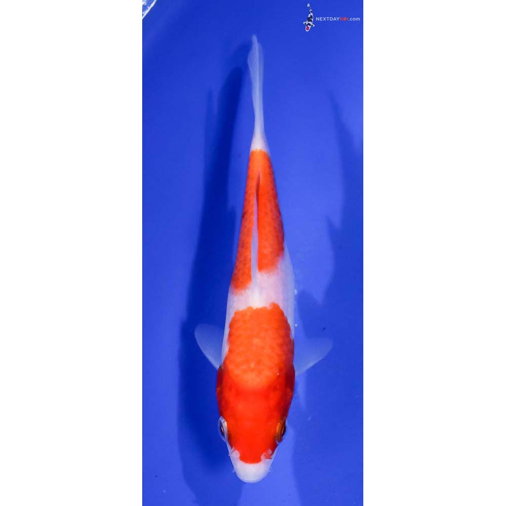 5” Imported Kohaku