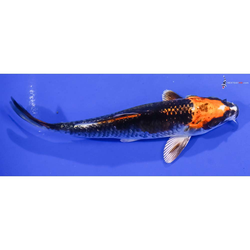 5.5” Imported Kujaku