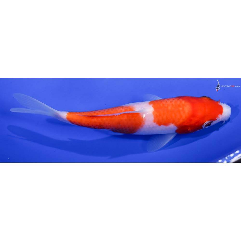 5” Imported Kohaku