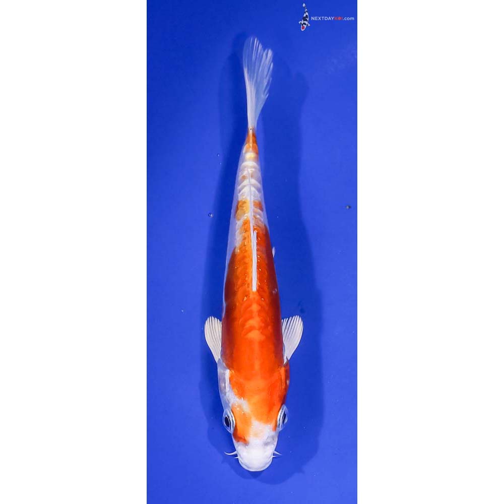 6” Imported Kikusui