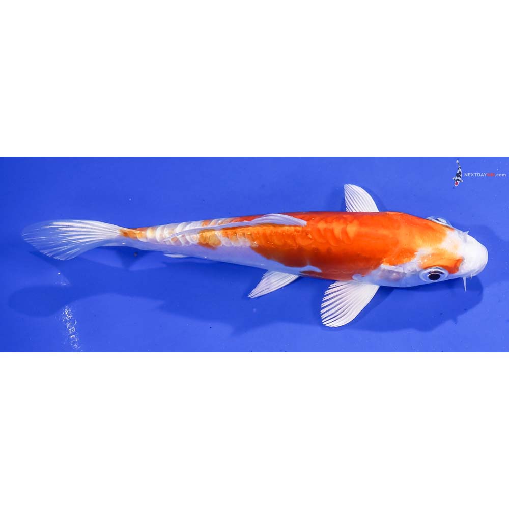 6” Imported Kikusui