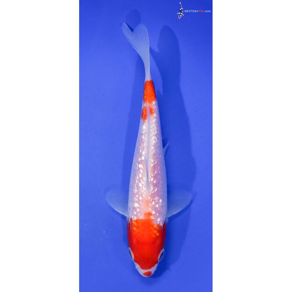 6” Imported Gin Rin Kohaku