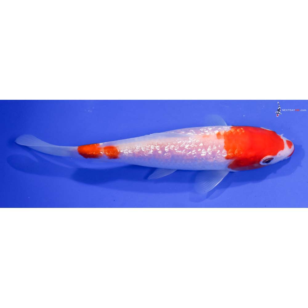 6” Imported Gin Rin Kohaku