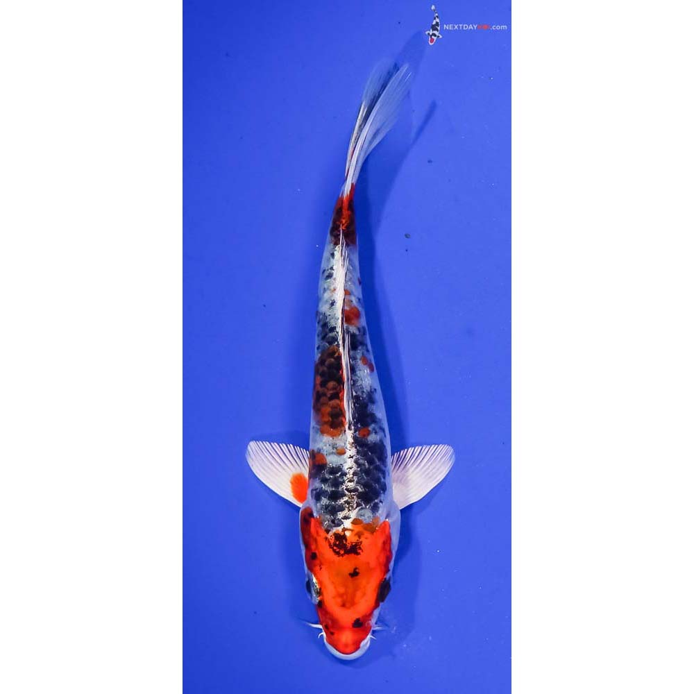 6” Imported Yamato Nishiki