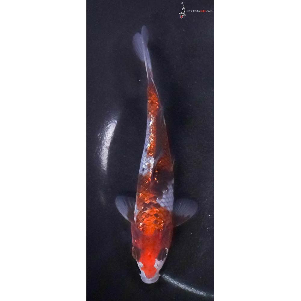 6” Imported Gin Rin Ochiba Shigure