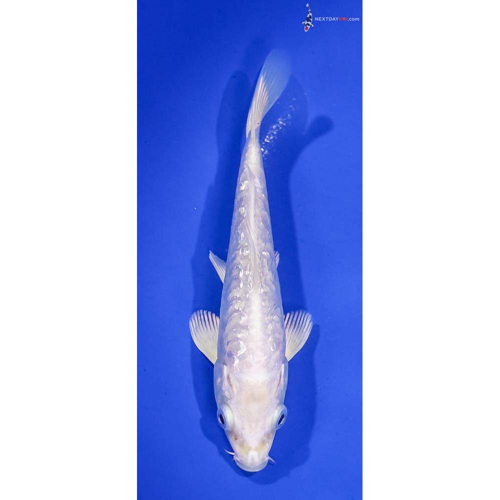 5.5” Imported Gin Rin Armor Scaled Platinum Ogon