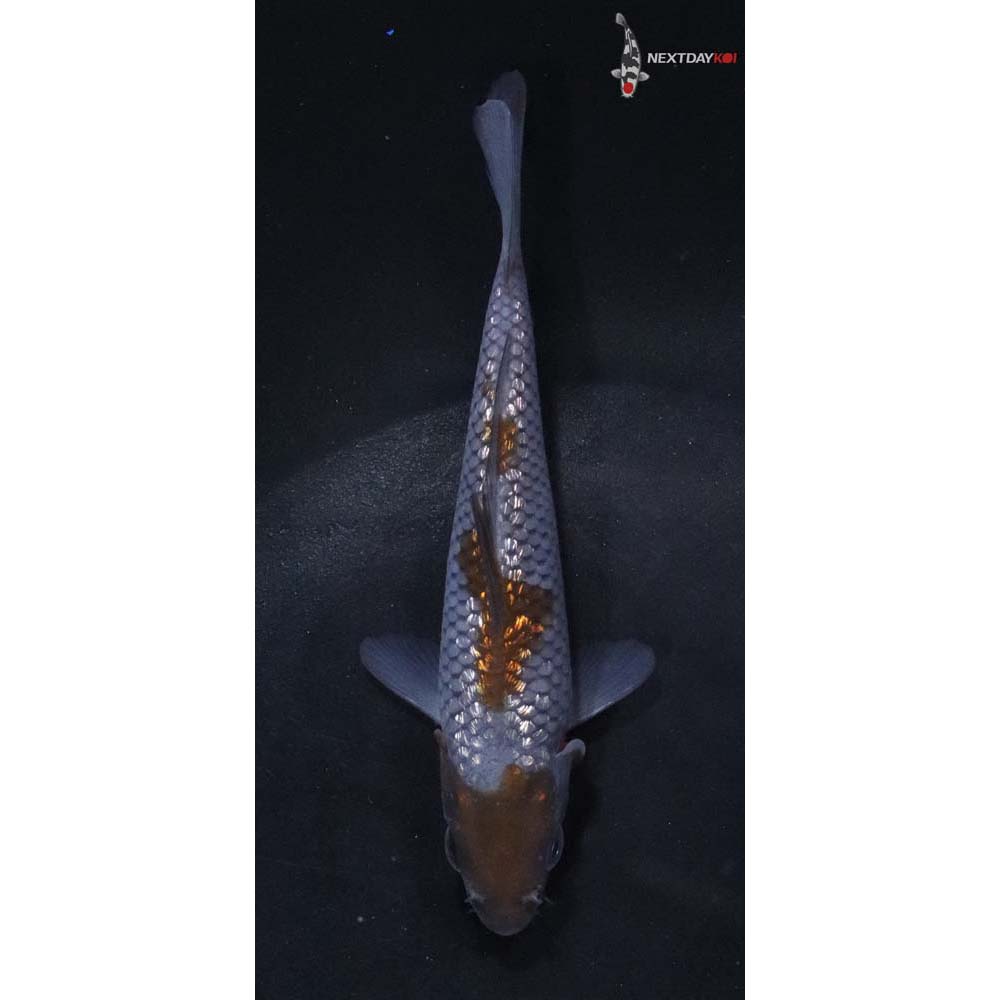 4.5” Imported Gin Rin Ochiba Shigure