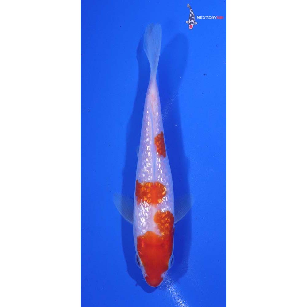 4.5” Imported Gin Rin Kohaku