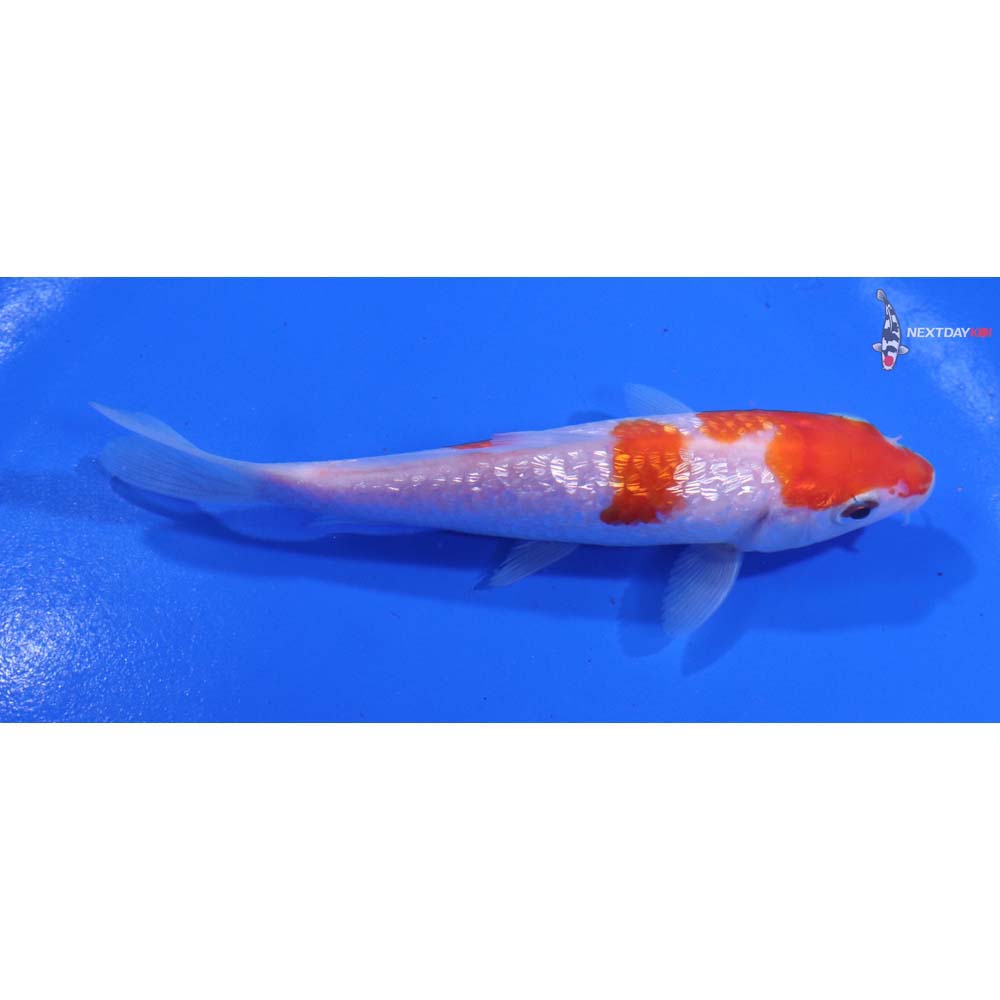 4.5” Imported Gin Rin Kohaku
