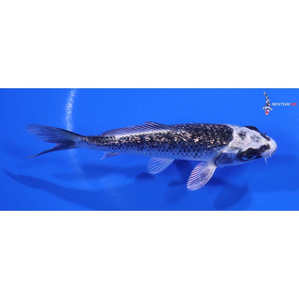 4.5” Imported Gin Rin Gin Matsuba