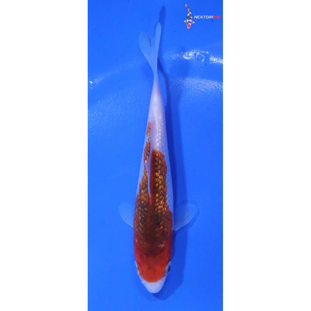 4.5” Imported Gin Rin Goromo