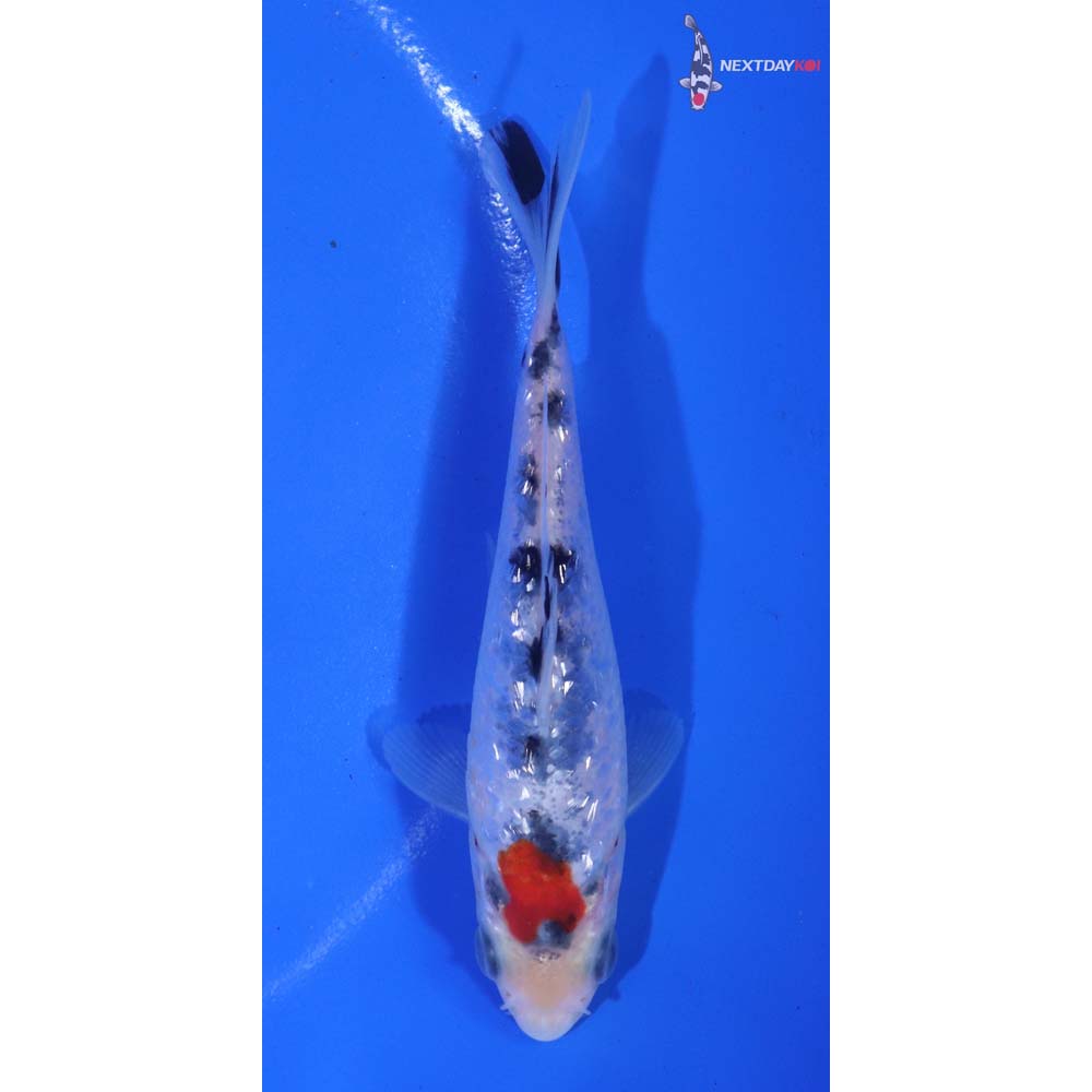 4.5” Imported Gin Rin Sanke