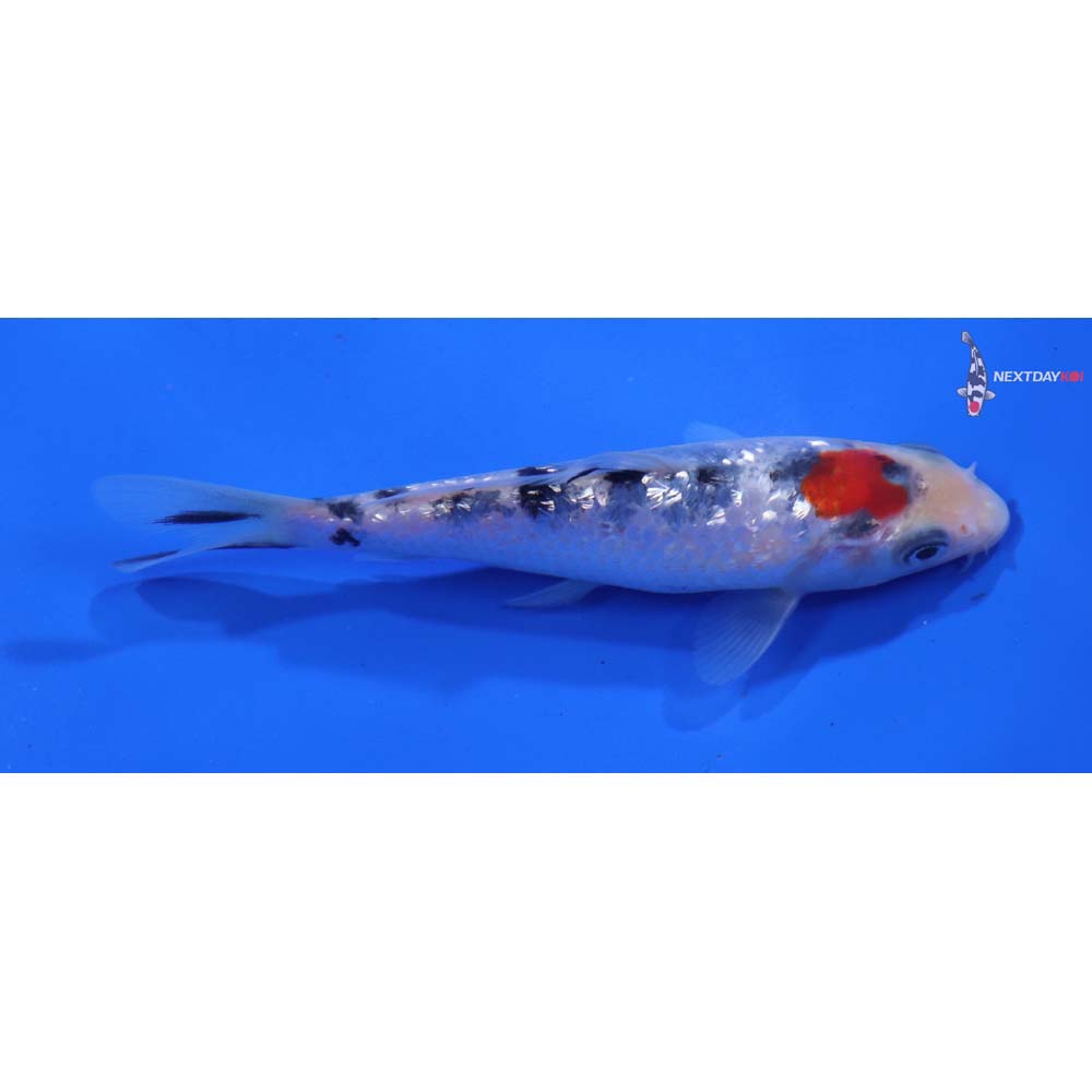 4.5” Imported Gin Rin Sanke