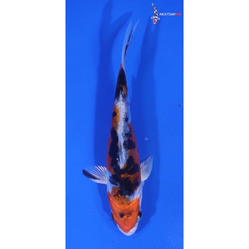 4.5” Imported Heisei Nishiki