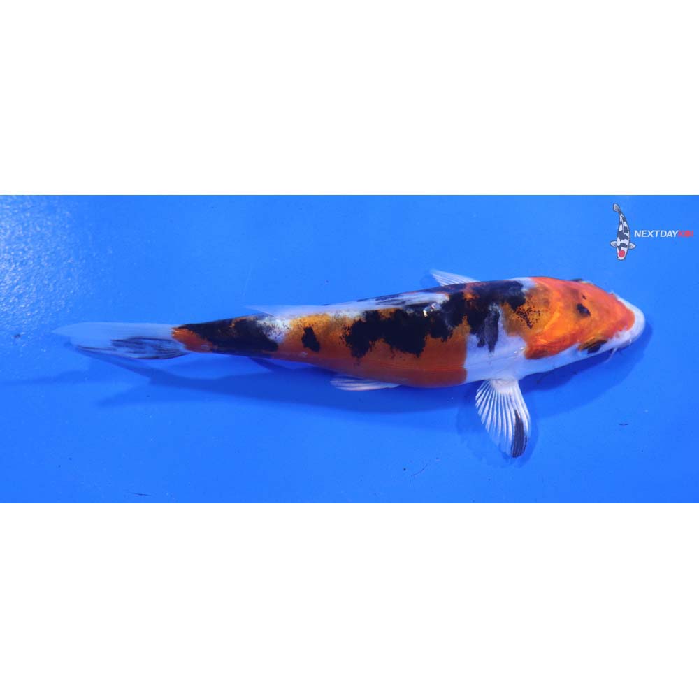 4.5” Imported Heisei Nishiki