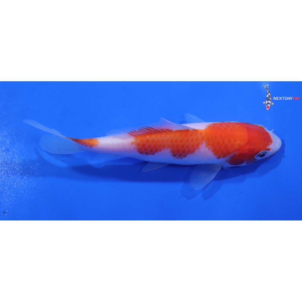 4.5” Imported Kohaku