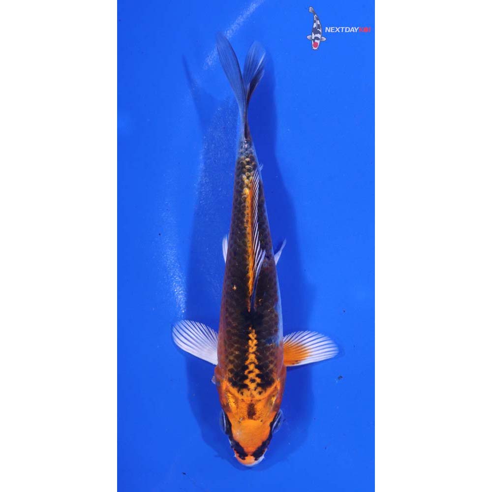 5” Imported Kujaku