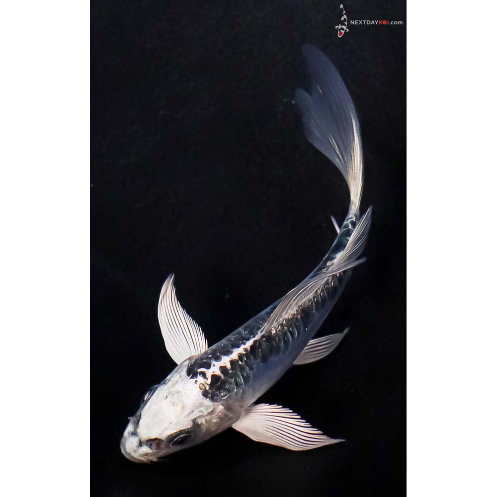 4.5” Imported Doitsu Blue Gin Matsuba Butterfly Koi