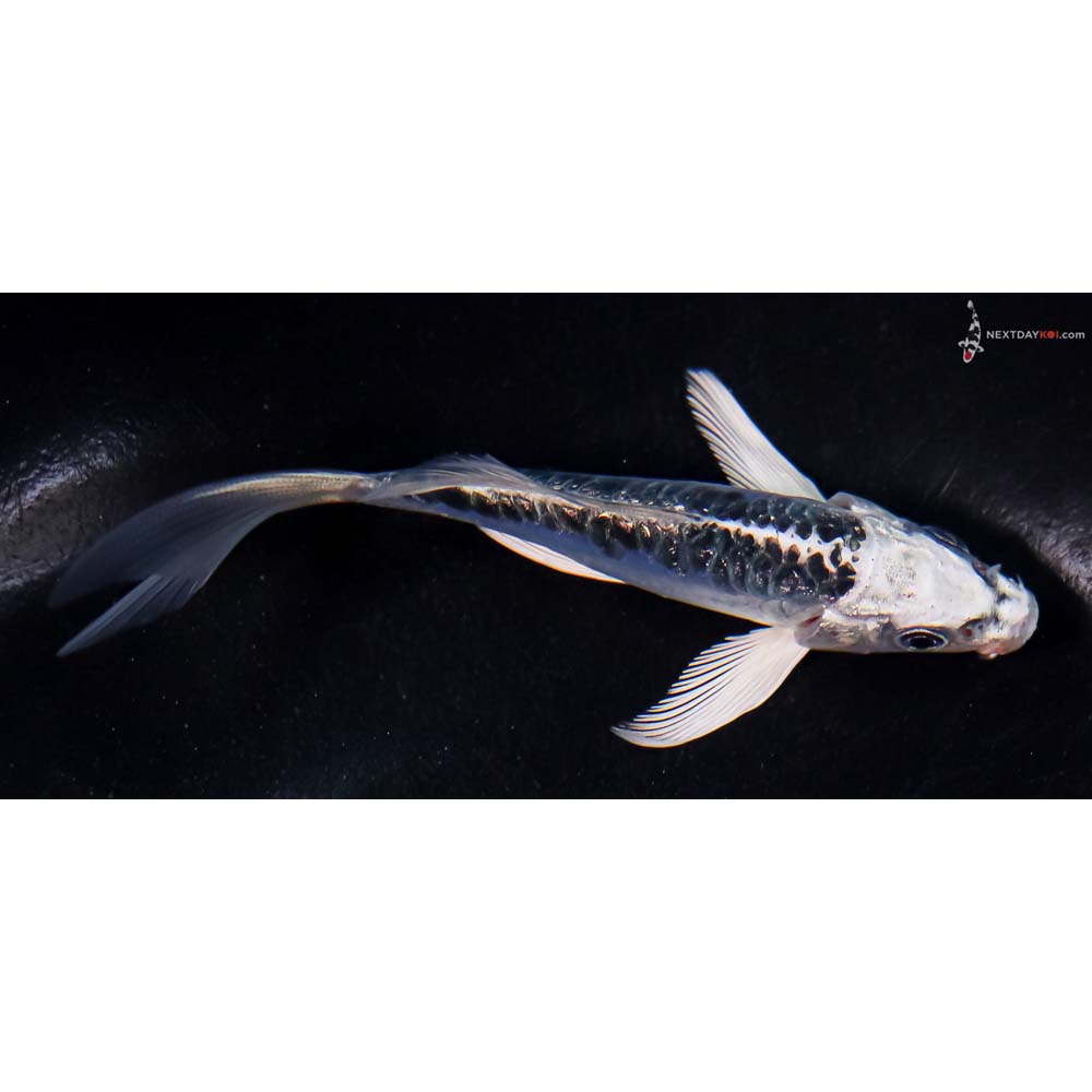 4.5” Imported Doitsu Blue Gin Matsuba Butterfly Koi