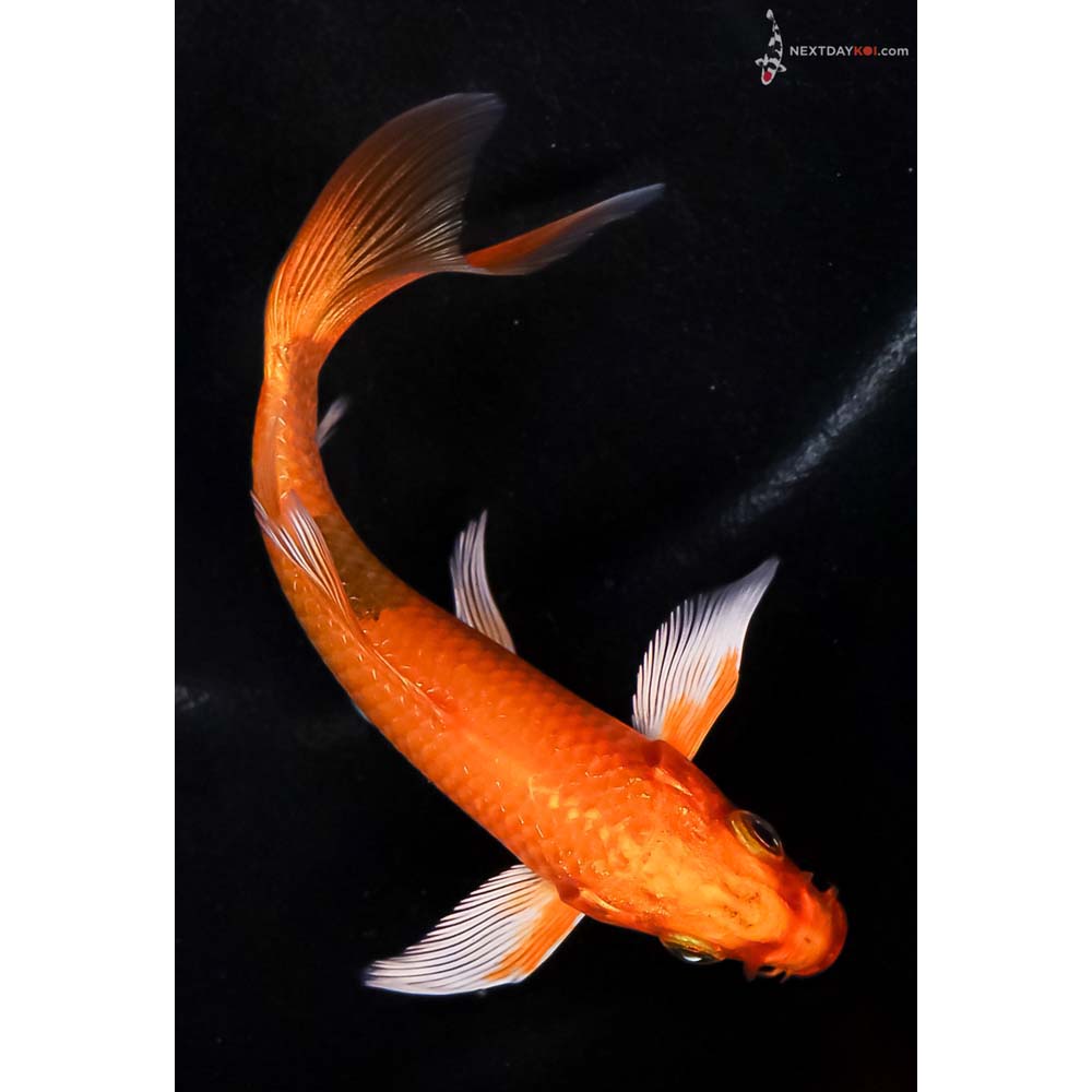 4.5” Imported Orenji Ogon Butterfly Koi