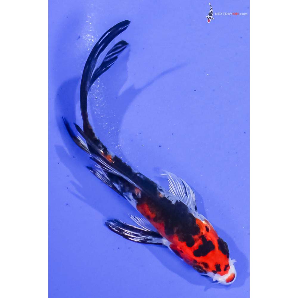 4.5” Imported Glass Fin Sanke Butterfly Koi