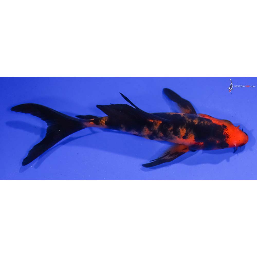 5” Imported Aka Bekko Butterfly Koi