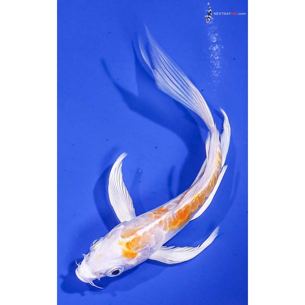 5” Imported Doitsu Lemon Hariwake Butterfly Koi