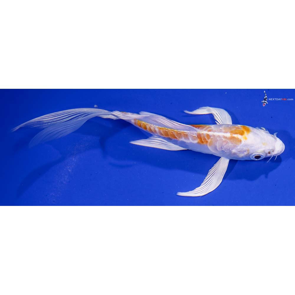 5” Imported Doitsu Lemon Hariwake Butterfly Koi