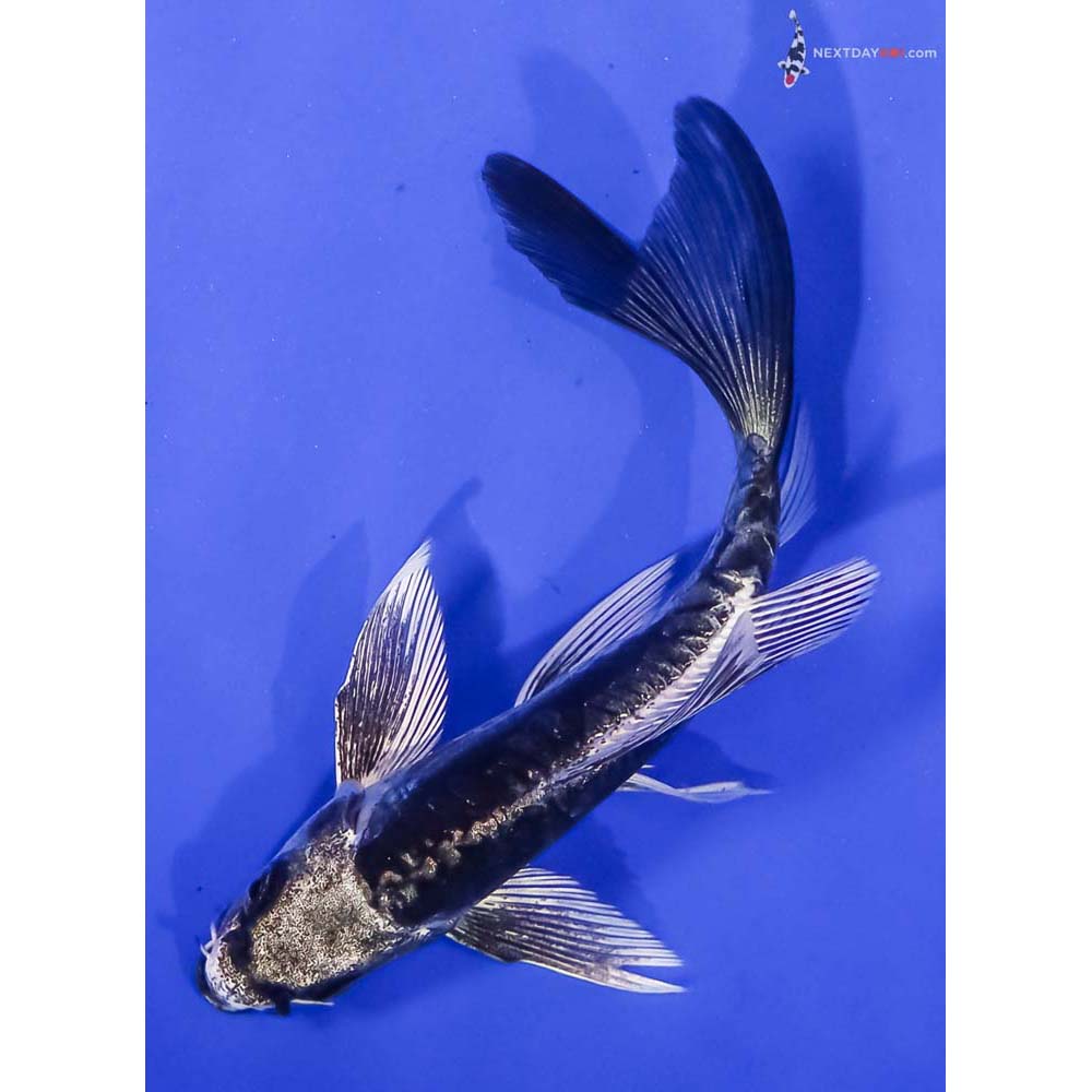 5” Imported Kikokuryu Butterfly Koi