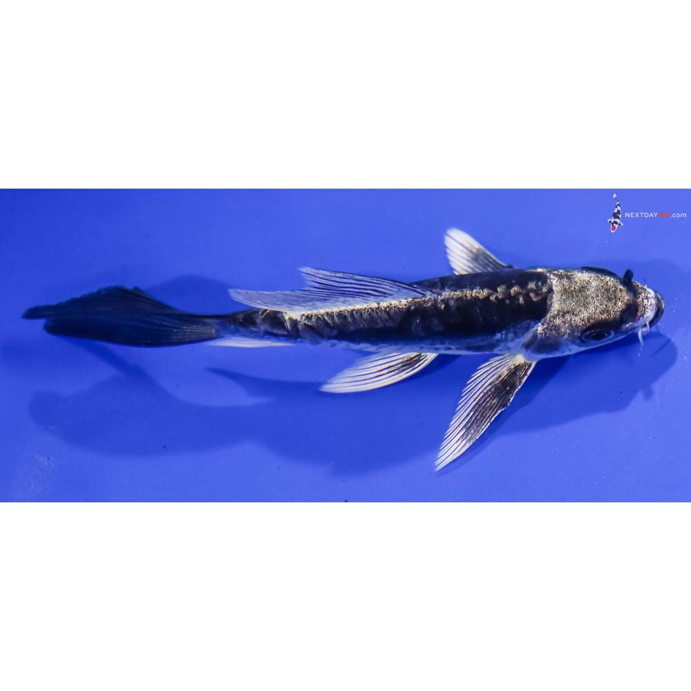 5” Imported Kikokuryu Butterfly Koi