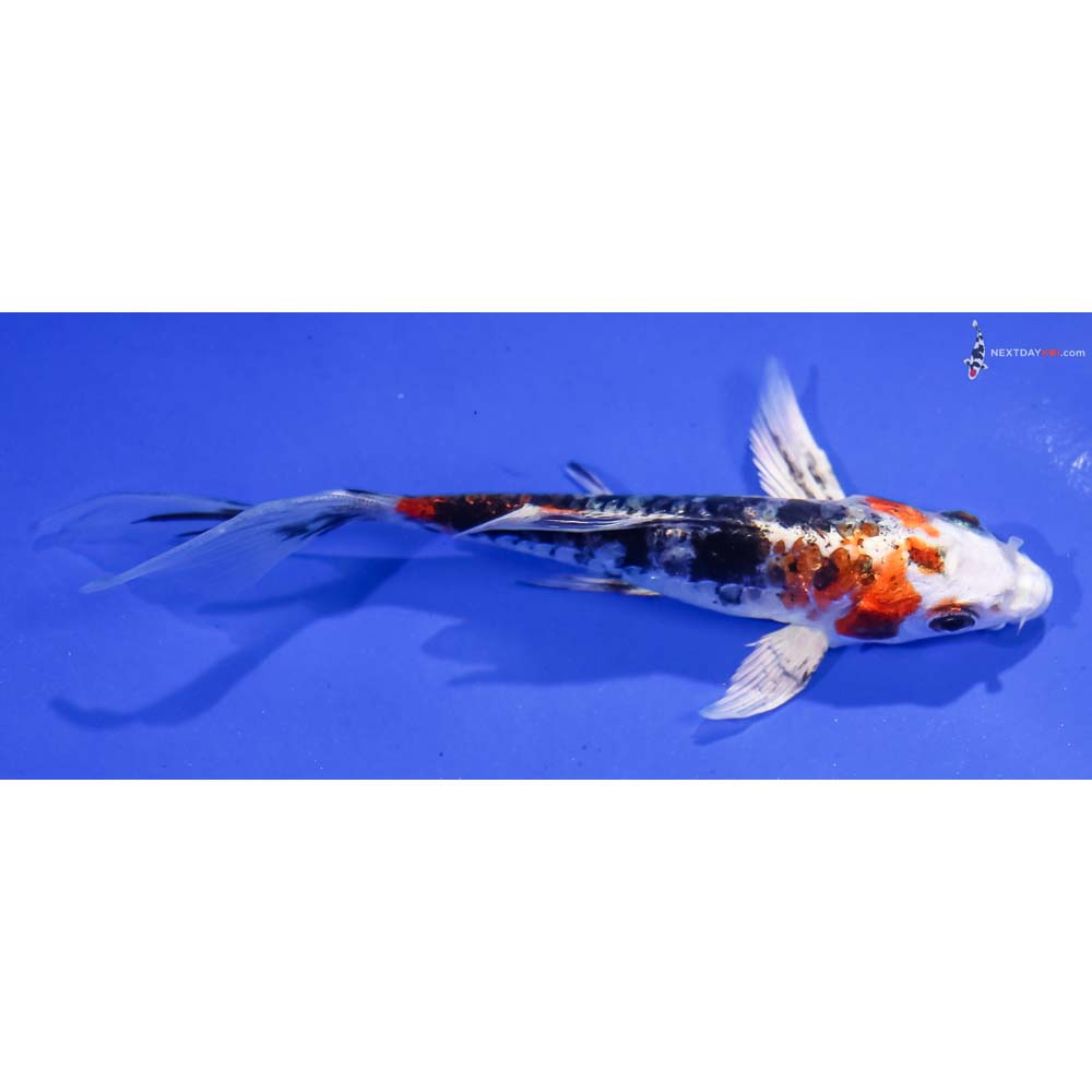 5” Imported Heisei Nishiki Butterfly Koi