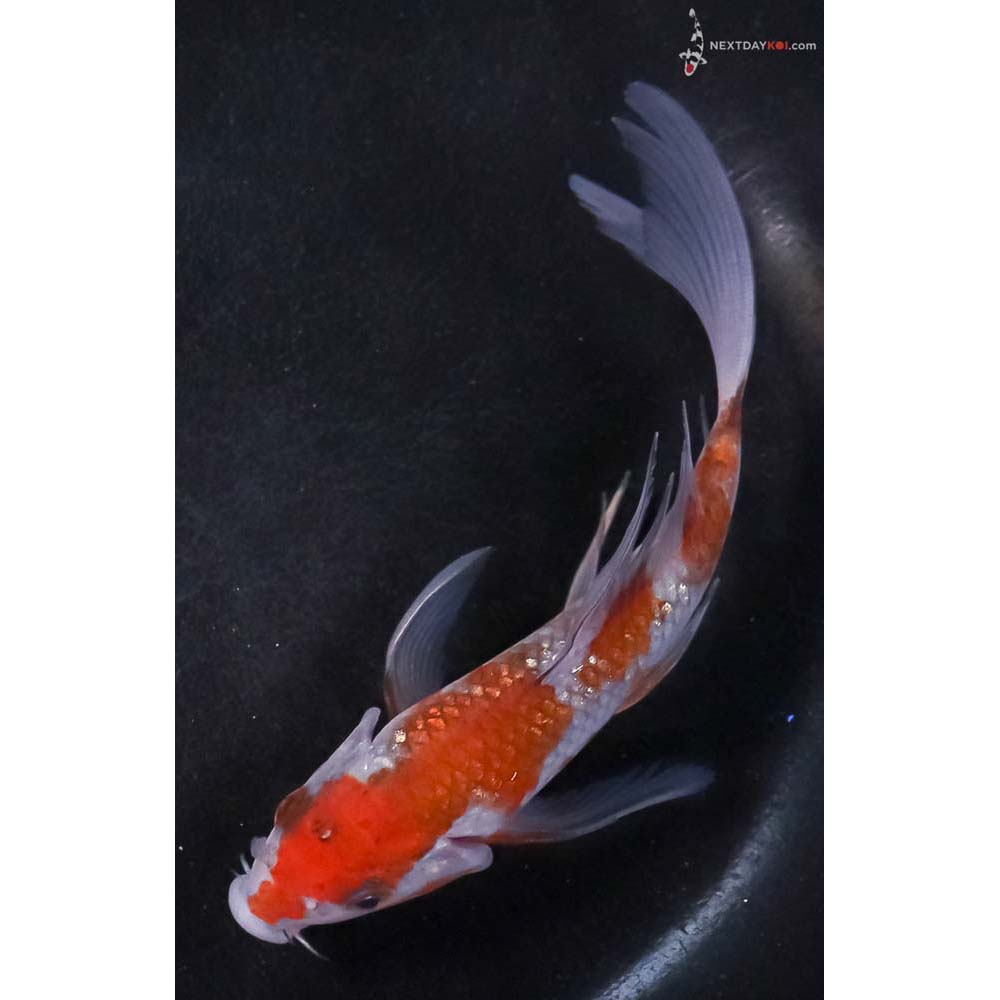 5” Imported Gin Rin Ochiba Shigure Butterfly Koi