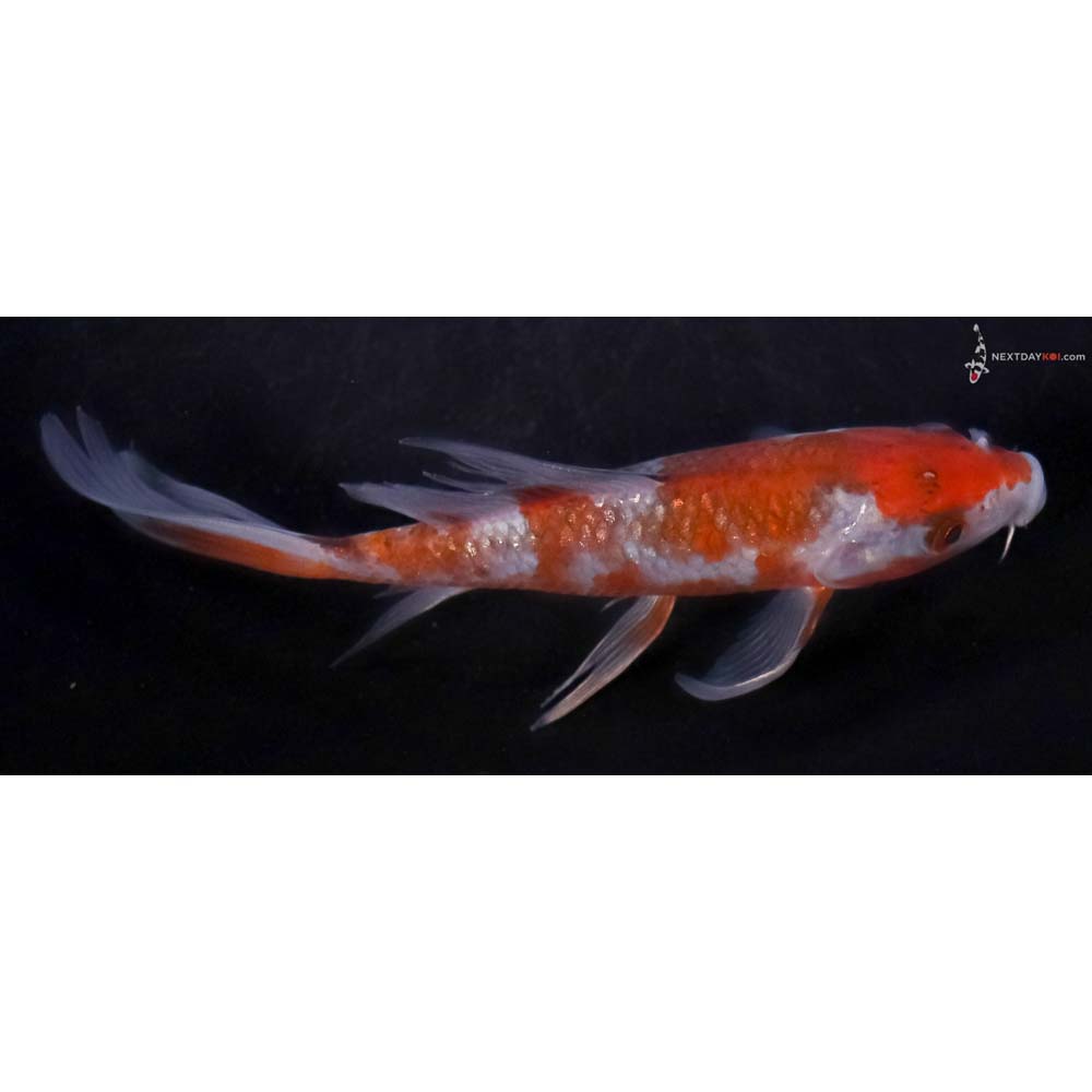 5” Imported Gin Rin Ochiba Shigure Butterfly Koi