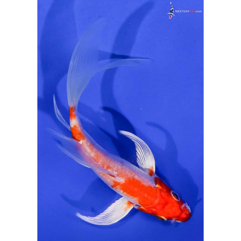 5.5” Imported Hariwake Butterfly Koi