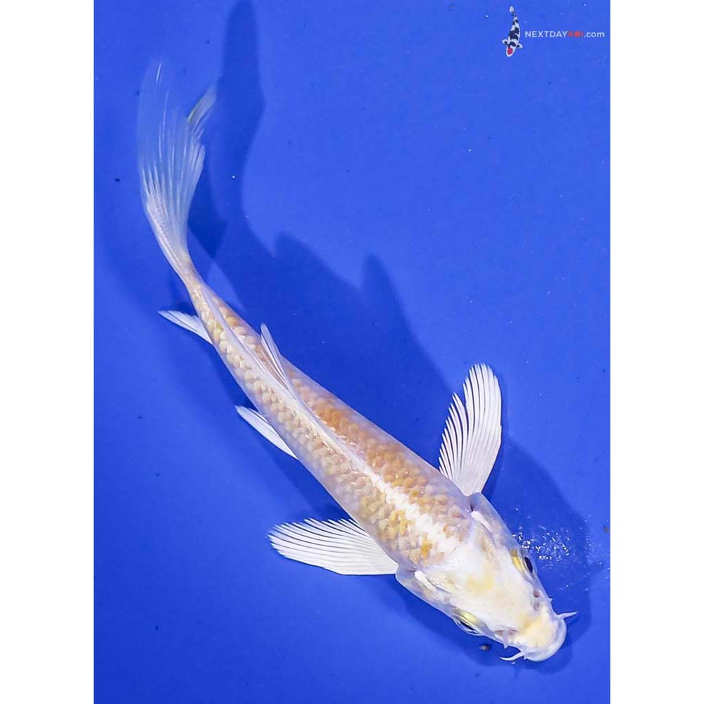 4.5” Imported Lemon Hariwake Butterfly Koi