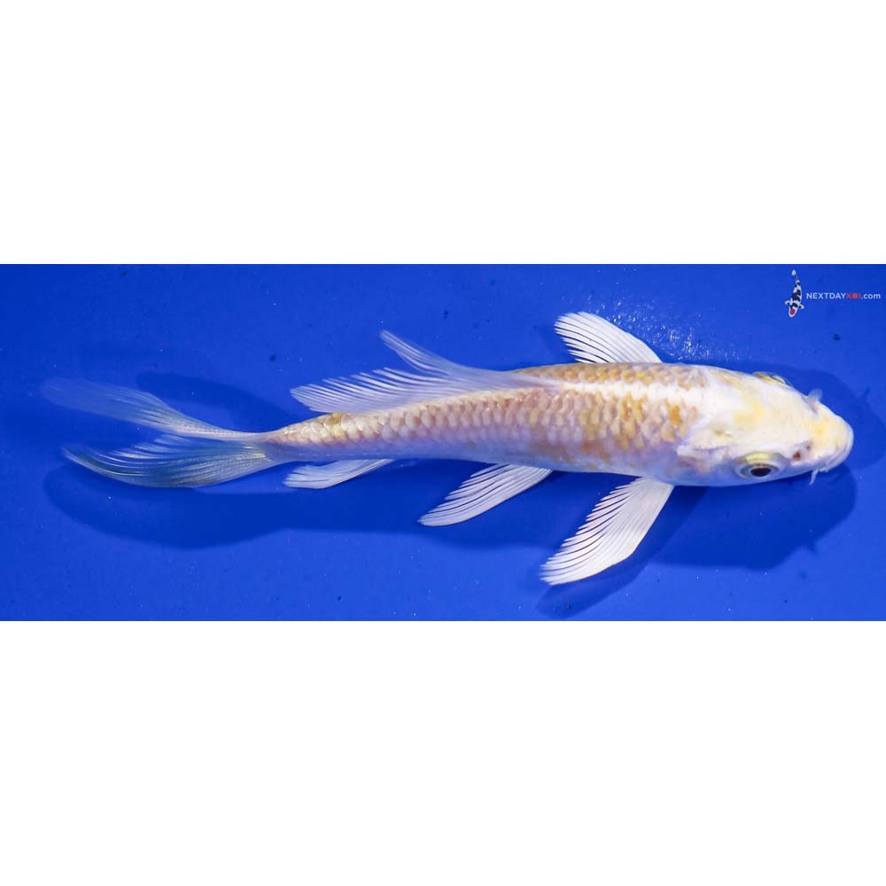 4.5” Imported Lemon Hariwake Butterfly Koi
