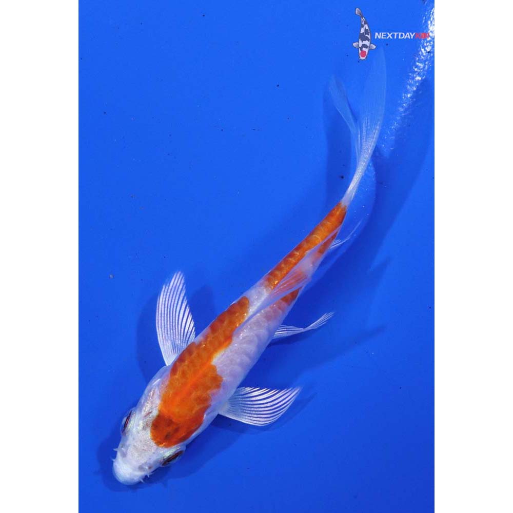 3” Imported Armor Scaled Hariwake Butterfly Koi