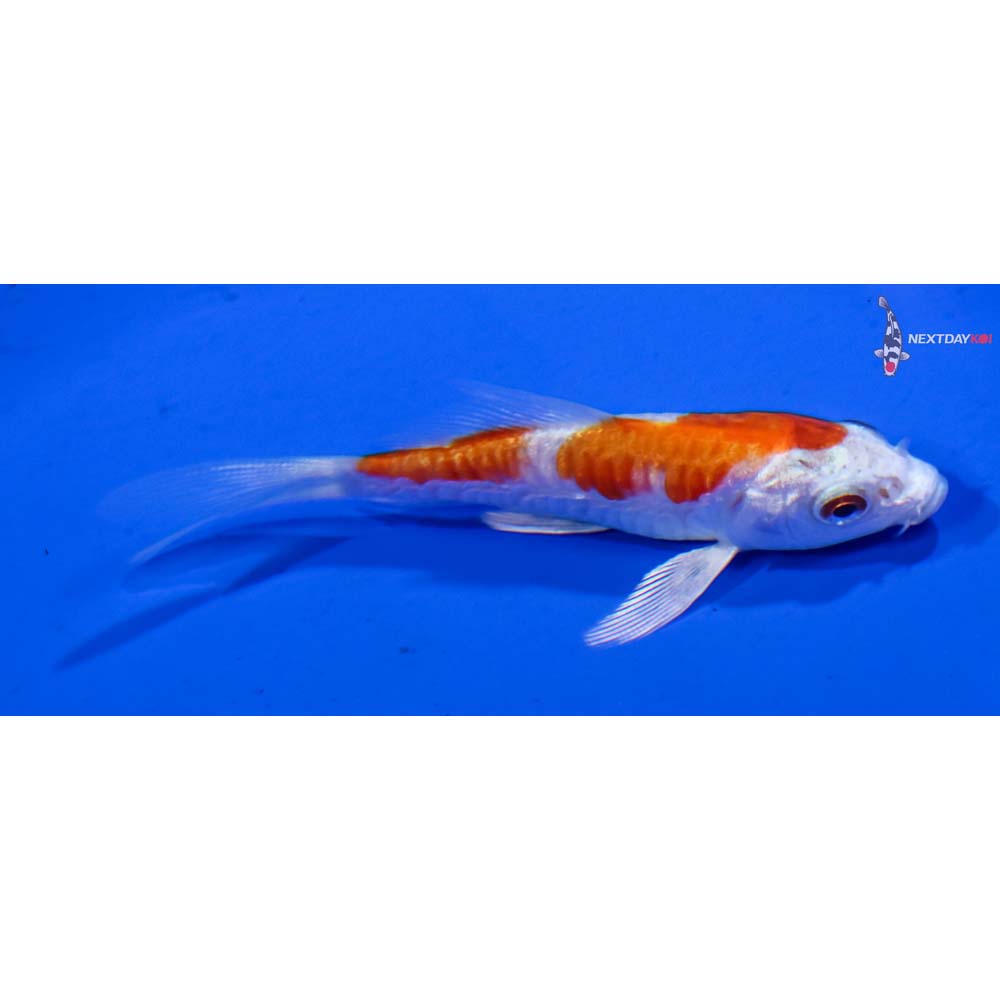 3” Imported Armor Scaled Hariwake Butterfly Koi