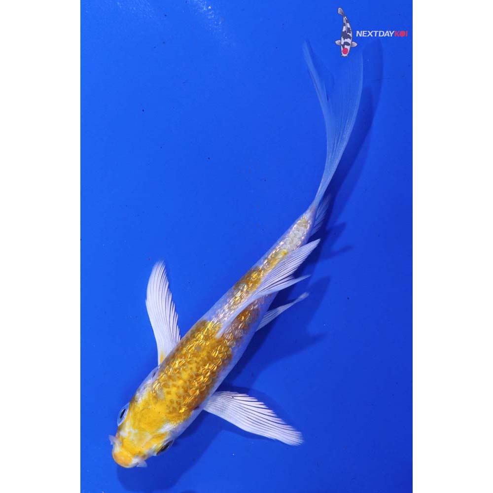 3.5” Imported Gin Rin Lemon Hariwake Butterfly Koi