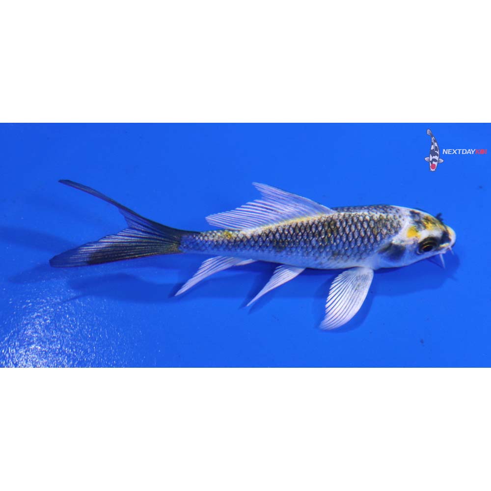 3.5” Imported Kujaku Butterfly Koi