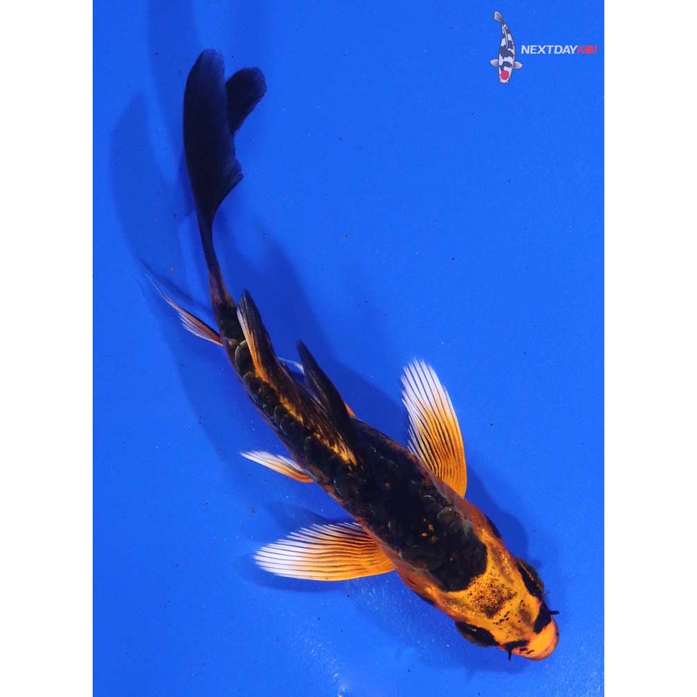 4” Imported Kin Kikokuryu Butterfly Koi