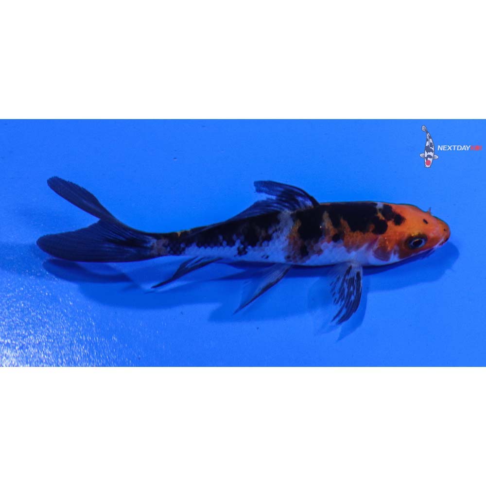 3” Imported Sanke Butterfly Koi