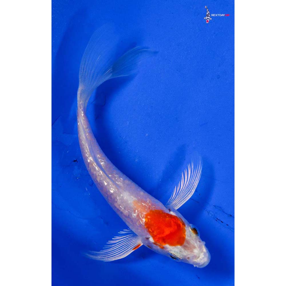 3.5” Imported Gin Rin Hariwake Butterfly Koi