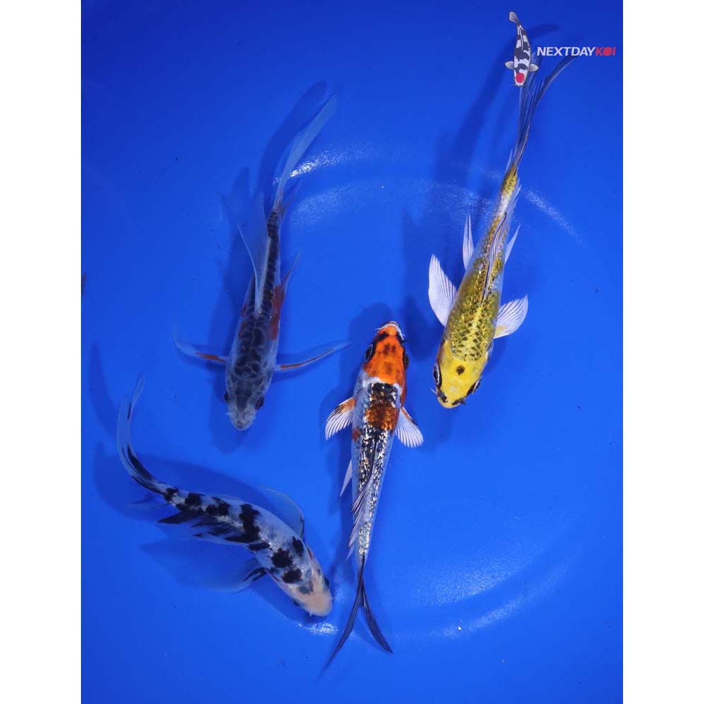 Lot of (4) 4-5" Imported Assorted Butterfly Koi