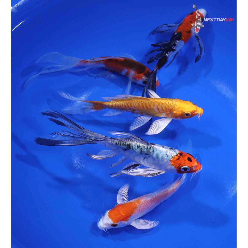 Lot of (5) 4-5" Imported Assorted Butterfly Koi
