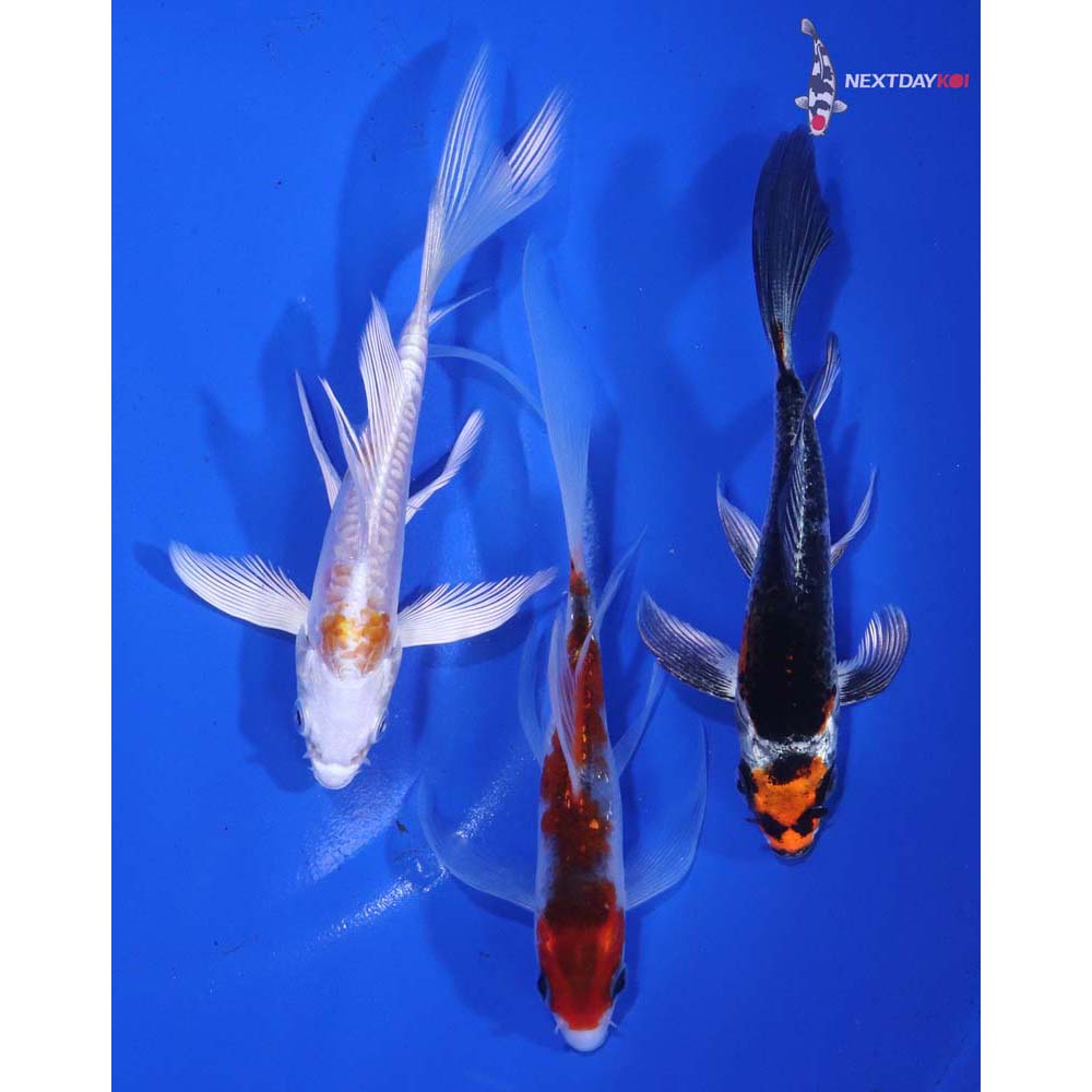 Lot of (3) 4-5" Imported Assorted Butterfly Koi