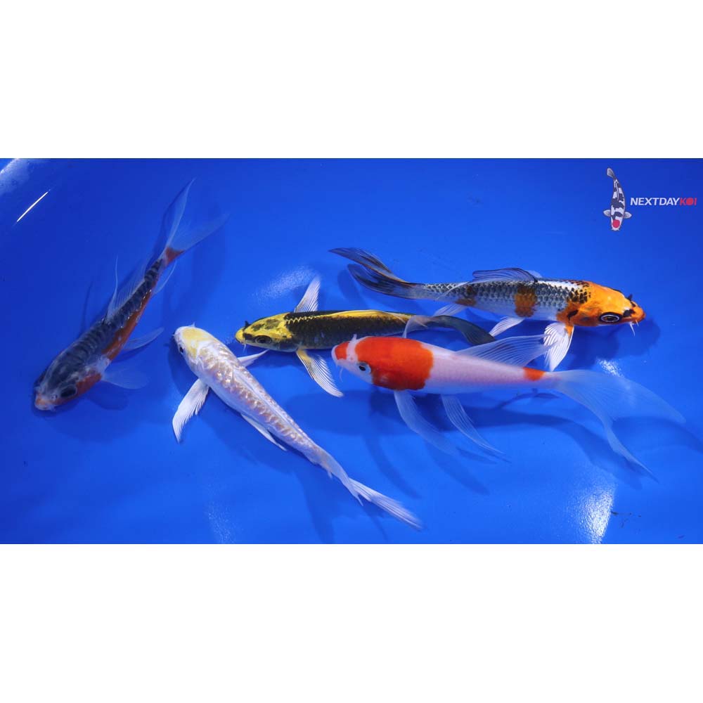 Lot of (5) 4-5" Imported Assorted Butterfly Koi