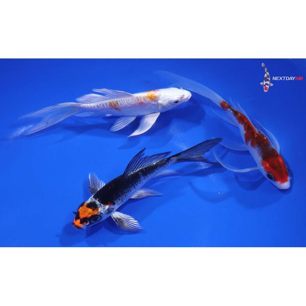 Lot of (3) 4-5" Imported Assorted Butterfly Koi