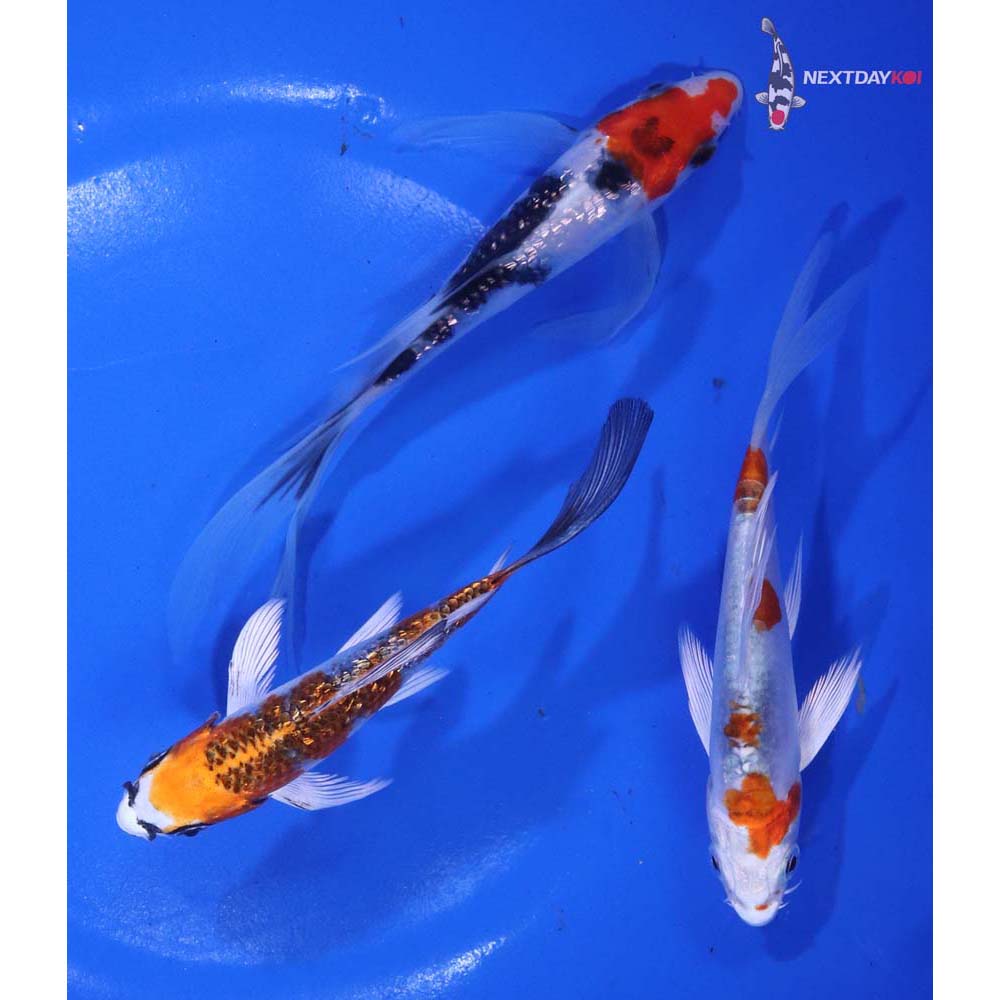 Lot of (3) 4-5" Imported Assorted Butterfly Koi