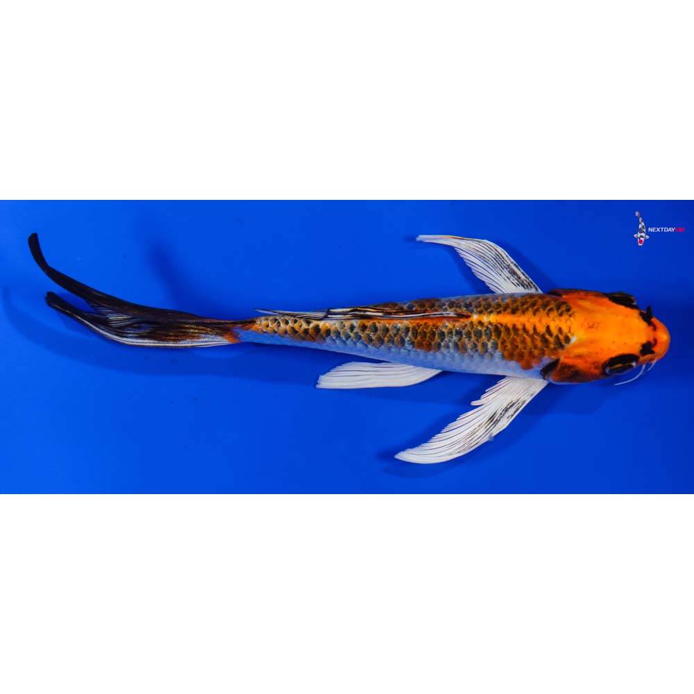 7.5” Imported Kujaku Butterfly Koi